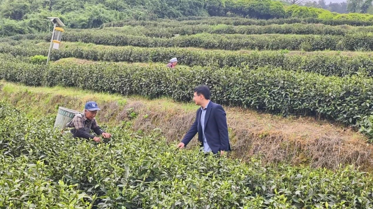 国开行挂职干部走访正安茶叶产业。受访者供图