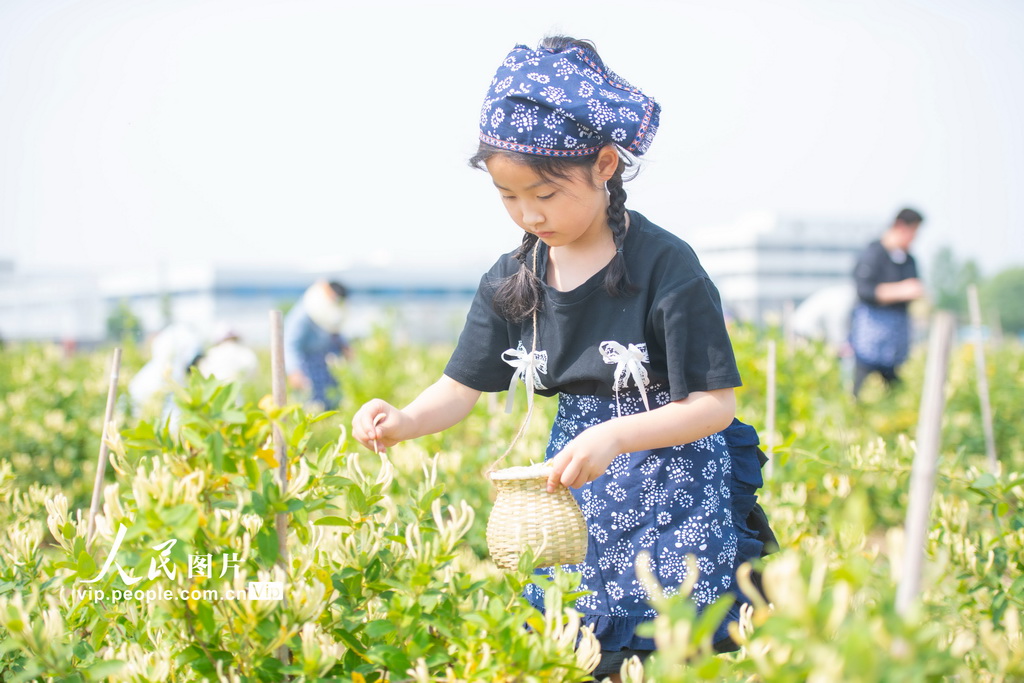 江苏宿迁:体验采摘金银花