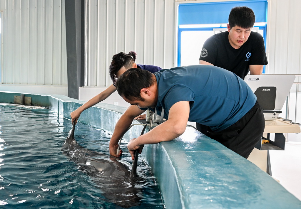 4月17日,在位于湖北省武汉市的中国科学院水生生物研究所长江江豚繁育研究中心,科研人员唐斌(右)和训练员给长江江豚做B超。