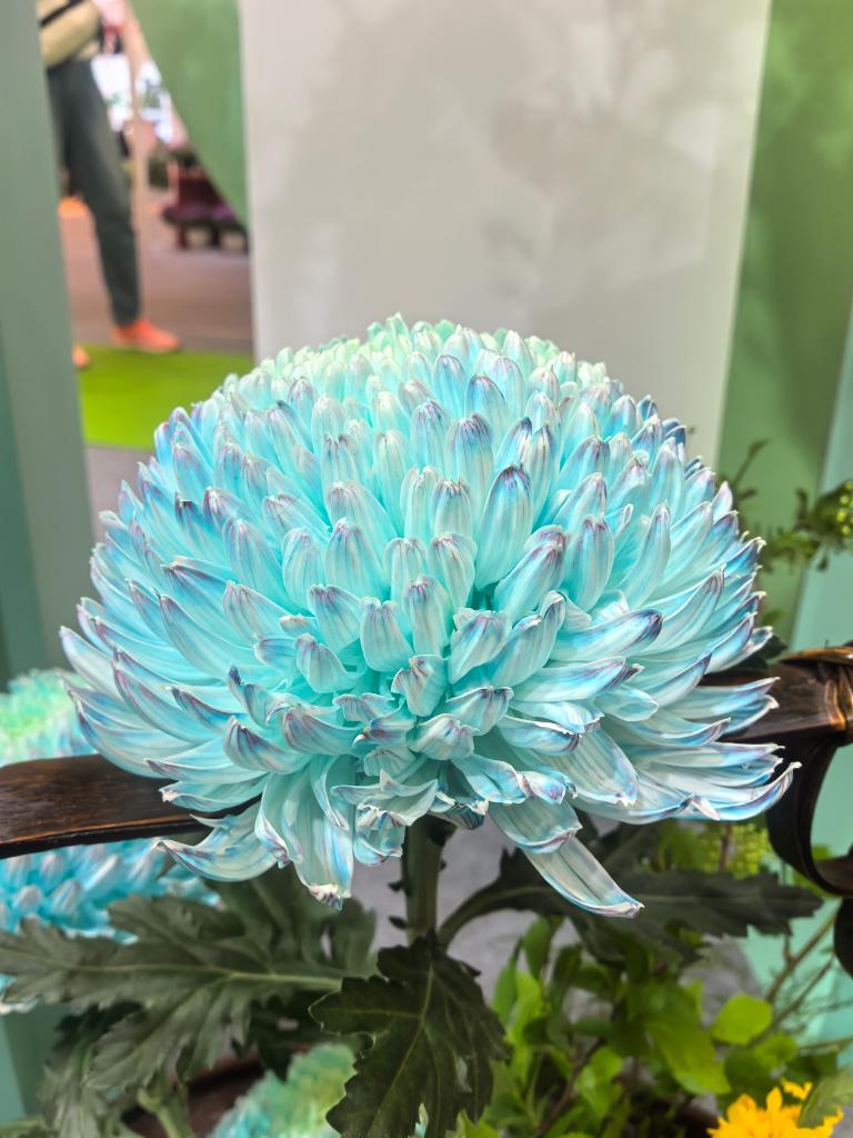 展会现场展出的染色菊花鲜切花——“青花瓷”。 新华社记者 韩佳诺 摄