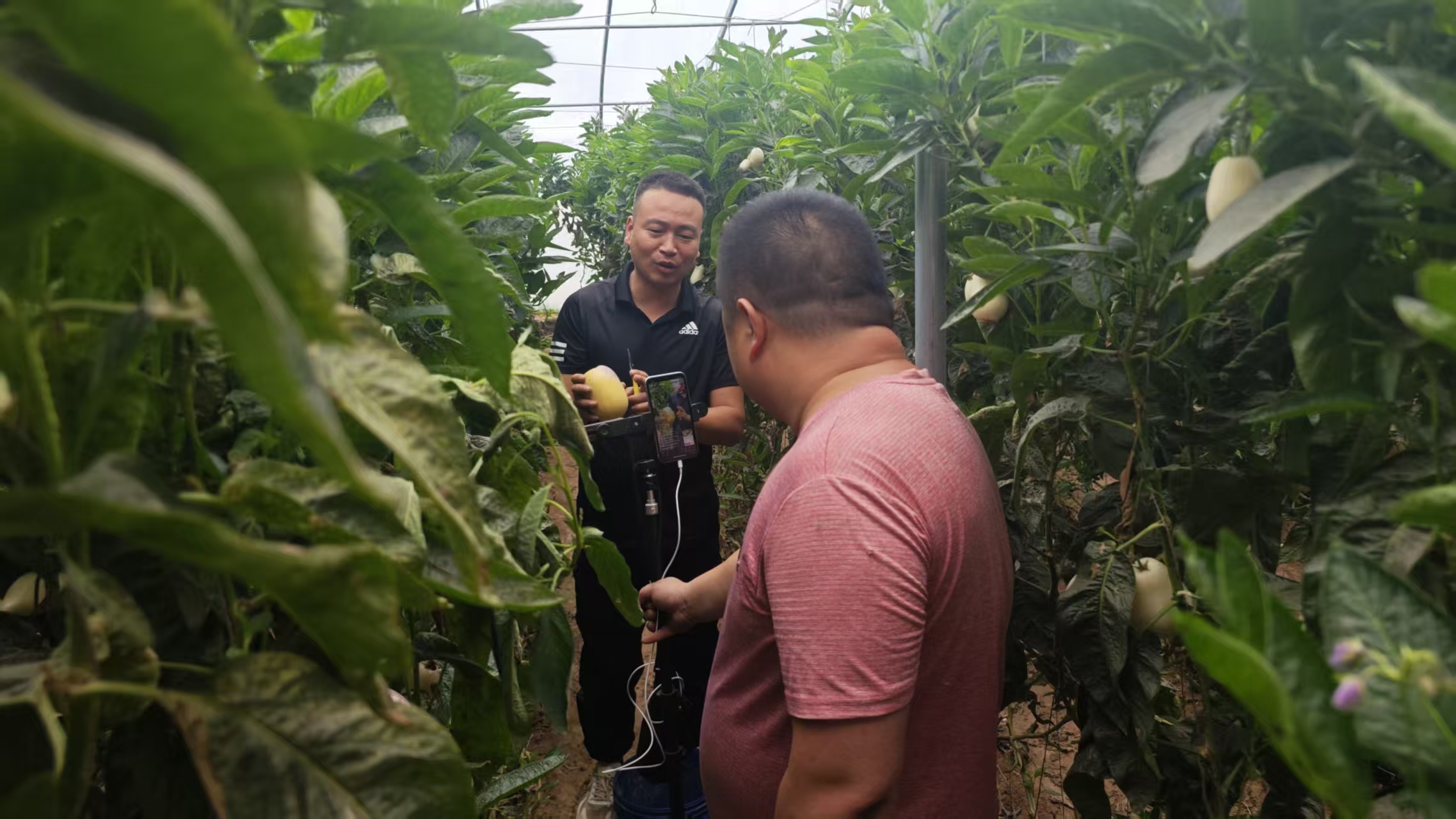 姜有仁的人参果大棚,吸引了当地博主前来助农直播。 受访者供图