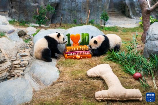 8月15日,大熊猫宝宝“加加”(左)“得得”在吃生日“蛋糕”。新华社记者 朱炜 摄