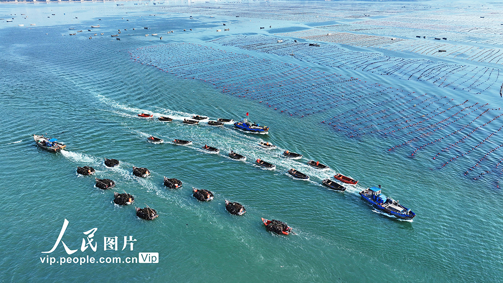 山东荣成:海带收获逾七成