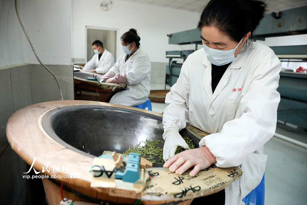 浙江桐庐：茶厂赶制明前茶