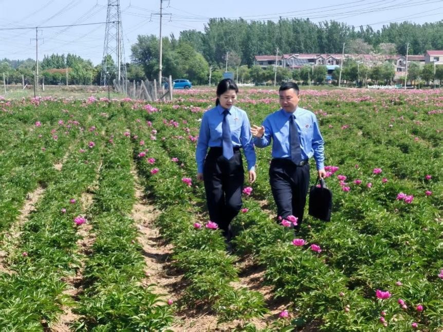 谯城区人民检察院检察官在亳白芍种植基地调查情况。人民网记者 王子锋摄