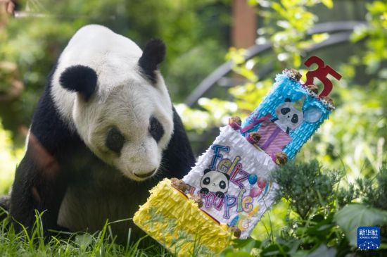 6月29日，在墨西哥首都墨西哥城查普特佩克动物园，大熊猫“欣欣”准备享用生日蛋糕。新华社记者 李梦馨 摄