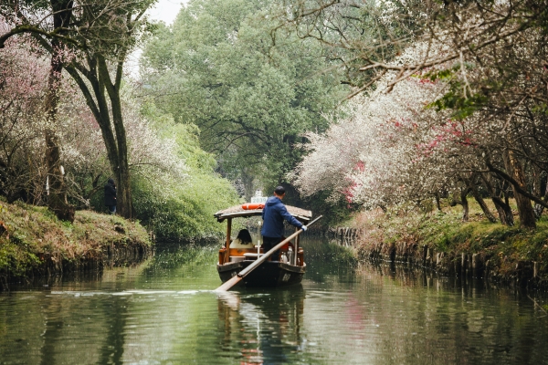 杭州西溪湿地,河岸梅花盛开。图片来源:视觉中国