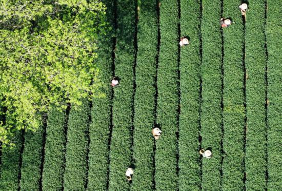 2025年3月25日,茶农在杭州西湖龙井茶园里采摘明前茶嫩芽(无人机照片)。新华社发(龙巍摄)