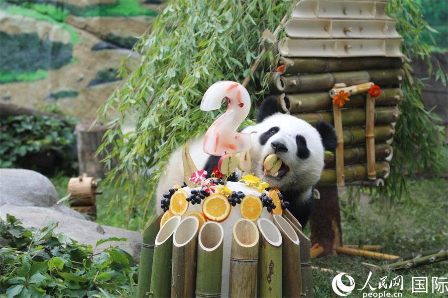 “喀秋莎”在生日庆祝活动上享用园方准备的蛋糕。人民网记者 肖新新摄