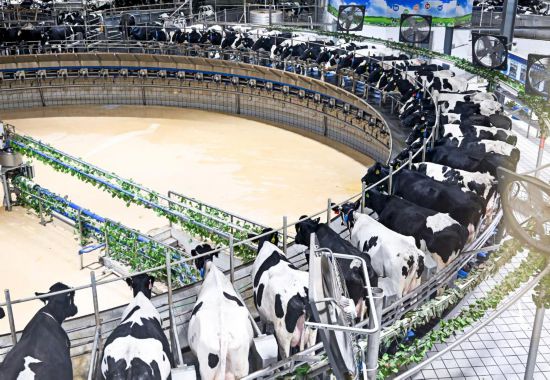 这是2025年7月28日拍摄的呼和浩特市伊利敕勒川生态智慧牧场挤奶车间。新华社记者 李志鹏 摄