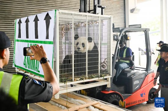 5月18日,在马来西亚吉隆坡国际机场,工作人员运送大熊猫。新华社记者 程一恒 摄